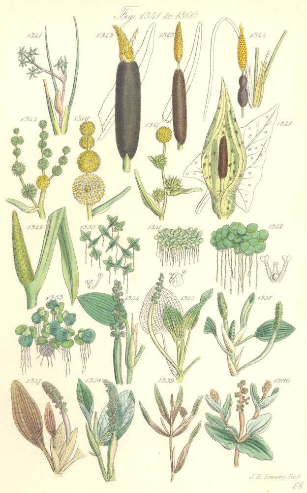 WILD FLOWERS.Bur-Reed Lords-&-Ladies Sweet-Flag Duckweed pond-weed.SOWERBY 1890